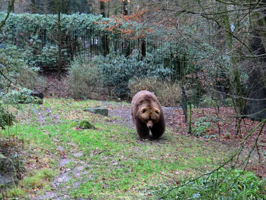 Kodiakbärin im Wuppertaler Zoo im Dezember 2011