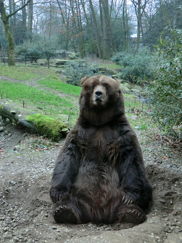 Kodiakbär im Zoologischen Garten Wuppertal am 29. Januar 2012