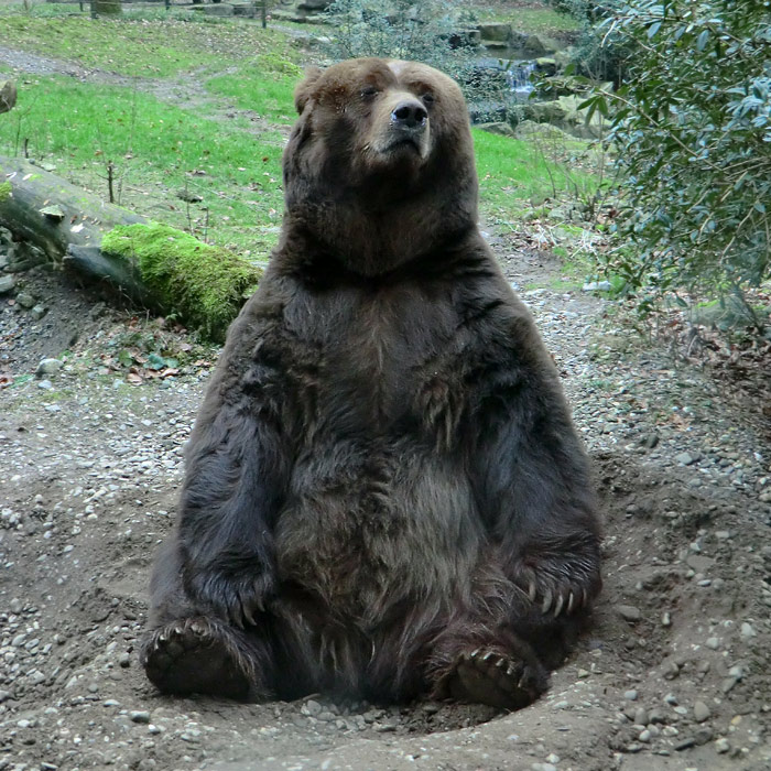 Kodiakbär im Wuppertaler Zoo am 29. Januar 2012