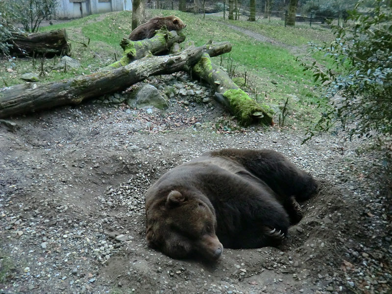 Kodiakbären im Zoo Wuppertal am 29. Januar 2012