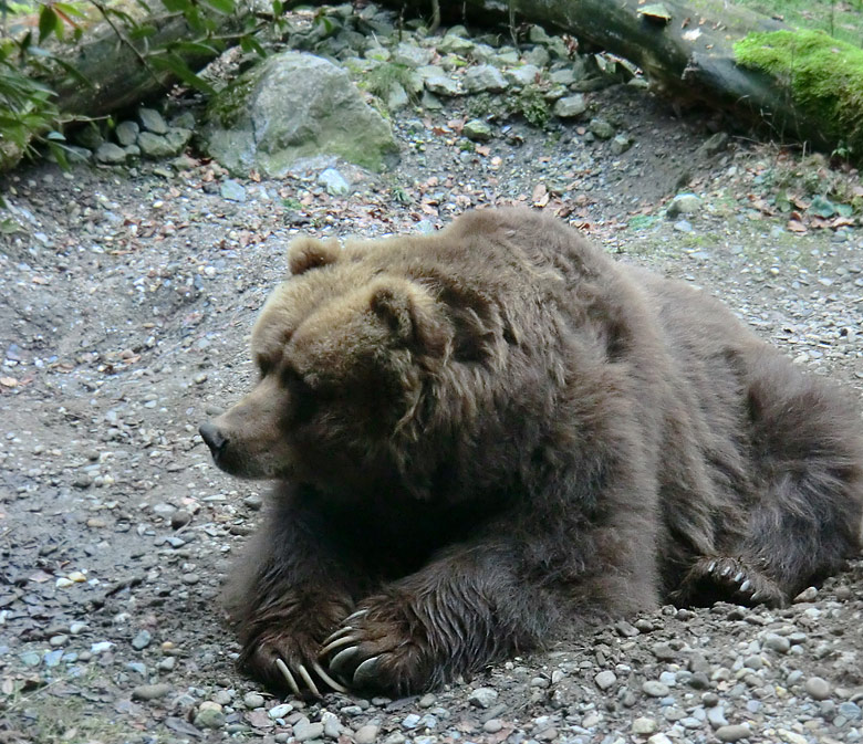 Kodiakbärin im Zoologischen Garten Wuppertal am 29. Januar 2012