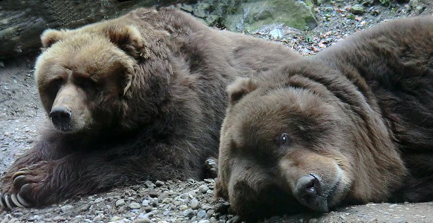 Kodiakbären im Wuppertaler Zoo am 29. Januar 2012