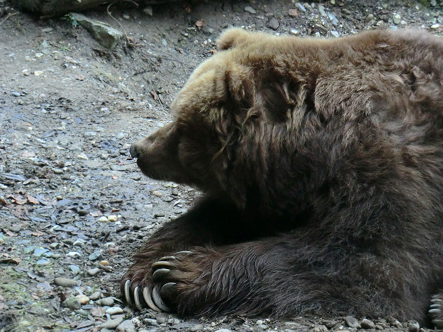 Kodiakbärin im Zoologischen Garten Wuppertal am 29. Januar 2012