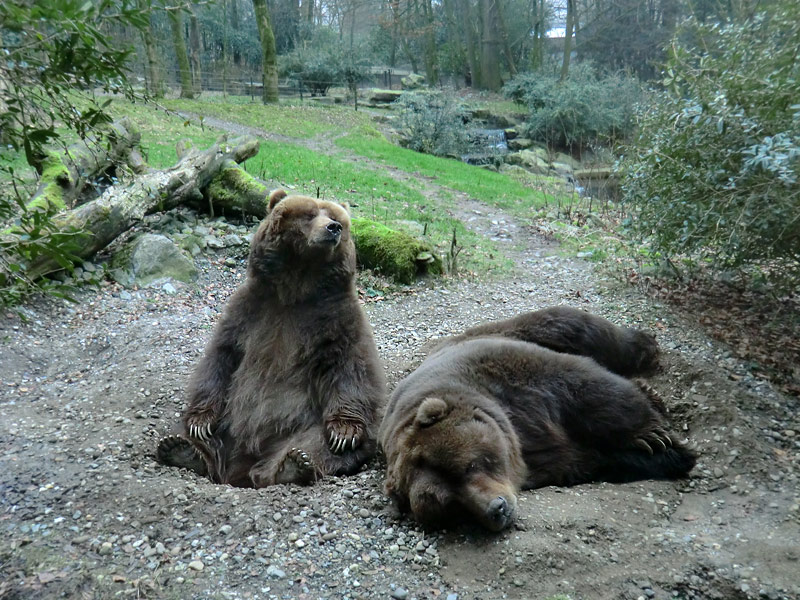 Kodiakbären im Wuppertaler Zoo am 29. Januar 2012