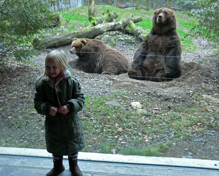 Kodiakbären im Wuppertaler Zoo am 29. Januar 2012