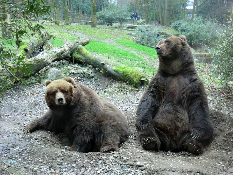 Kodiakbären im Zoologischen Garten Wuppertal am 29. Januar 2012