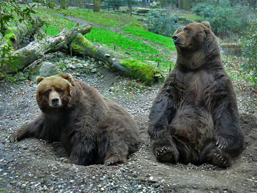 Kodiakbärin MABEL und Kodiakbär HENRY am 29. Januar 2012 auf der Braunbärenanlage im Zoologischen Garten Wuppertal