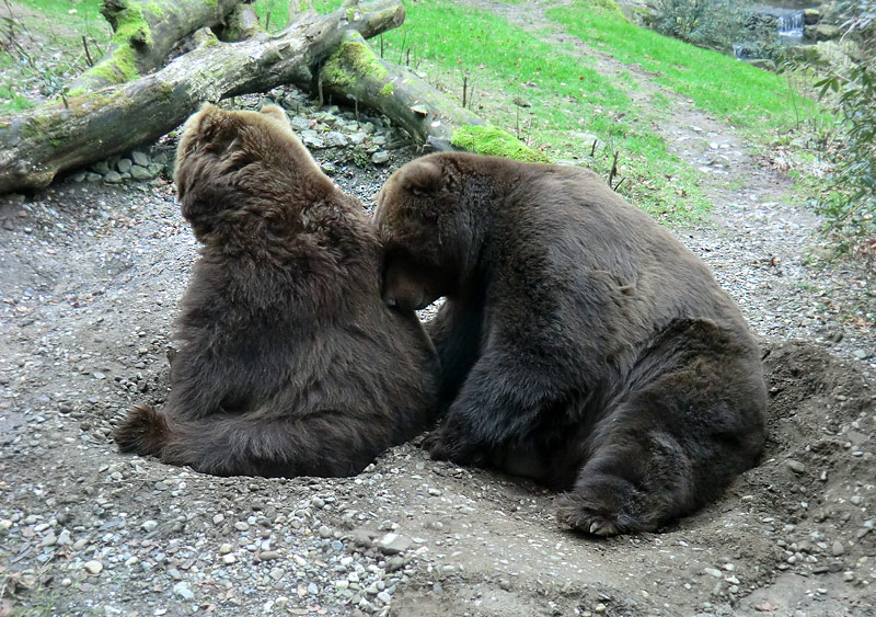 Kodiakbären im Zoologischen Garten Wuppertal am 29. Januar 2012