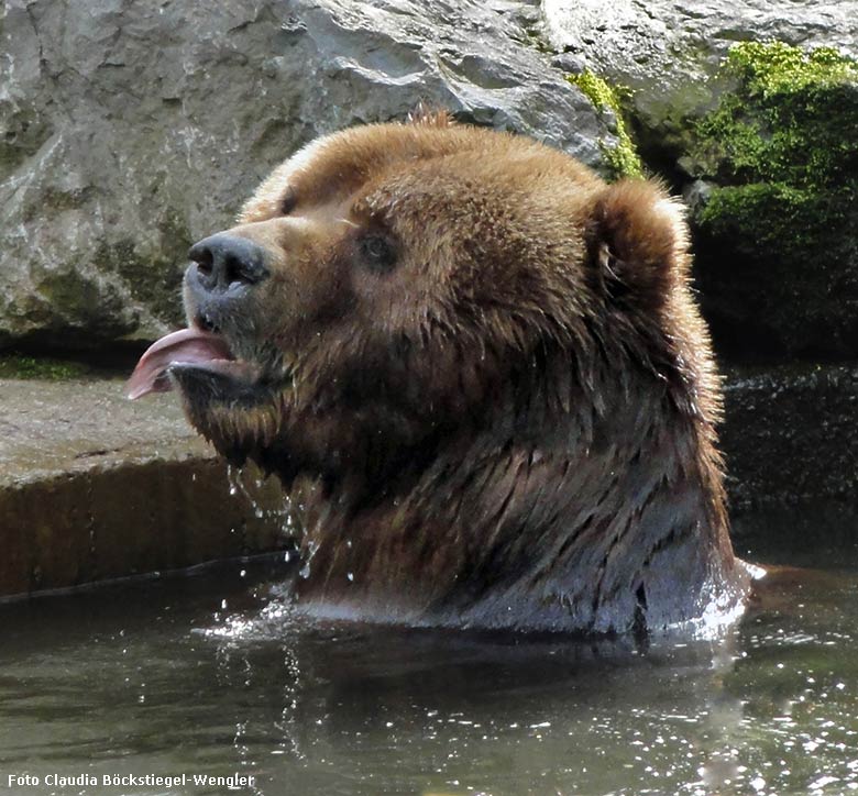 Männlicher Kodiakbär HENRY am 7. April 2012 auf der Außenanlage im Wuppertaler Zoo​ (Foto Claudia Böckstiegel-Wengler)