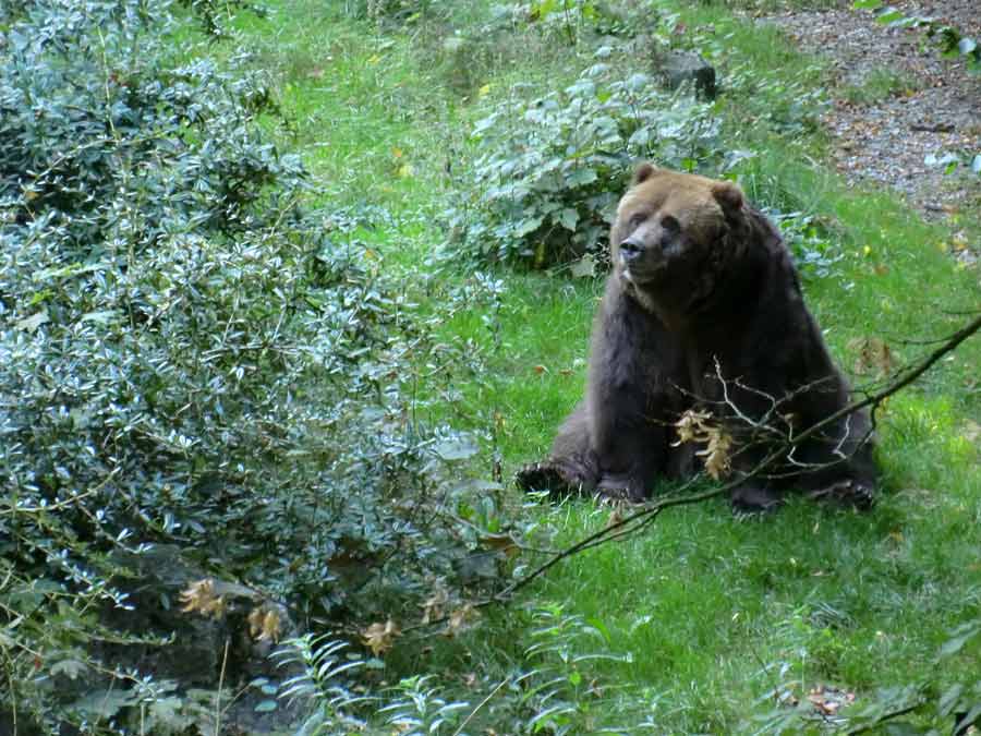 Kodiakbärin im Zoo Wuppertal im Oktober 2013