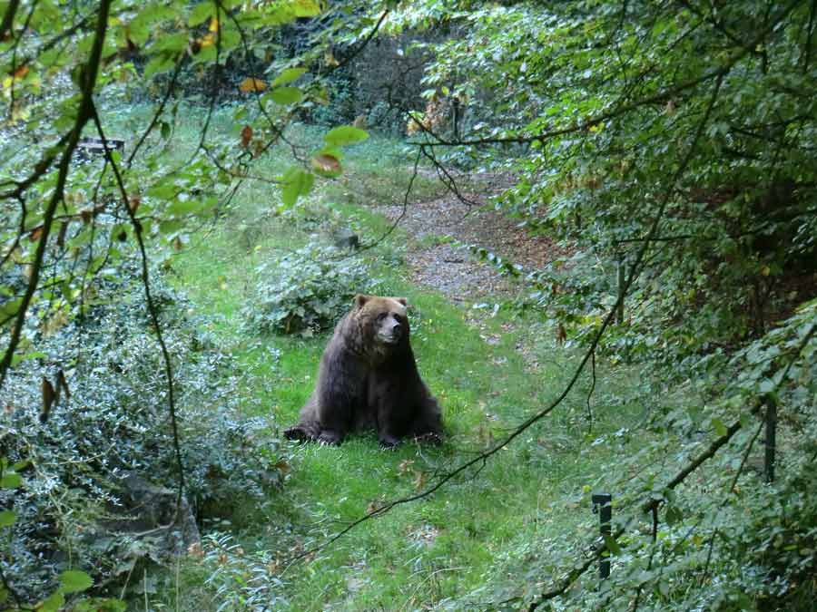 Kodiakbärin im Zoologischen Garten Wuppertal im Oktober 2013