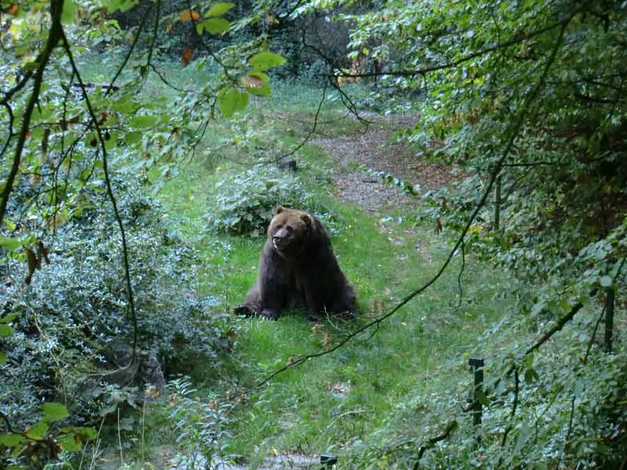 Kodiakbärin im Wuppertaler Zoo im Oktober 2013