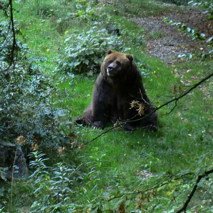 Kodiakbärin im Wuppertaler Zoo im Oktober 2013