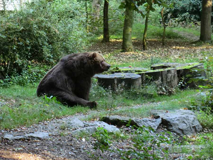 Kodiakbärin im Zoologischen Garten Wuppertal im Oktober 2013