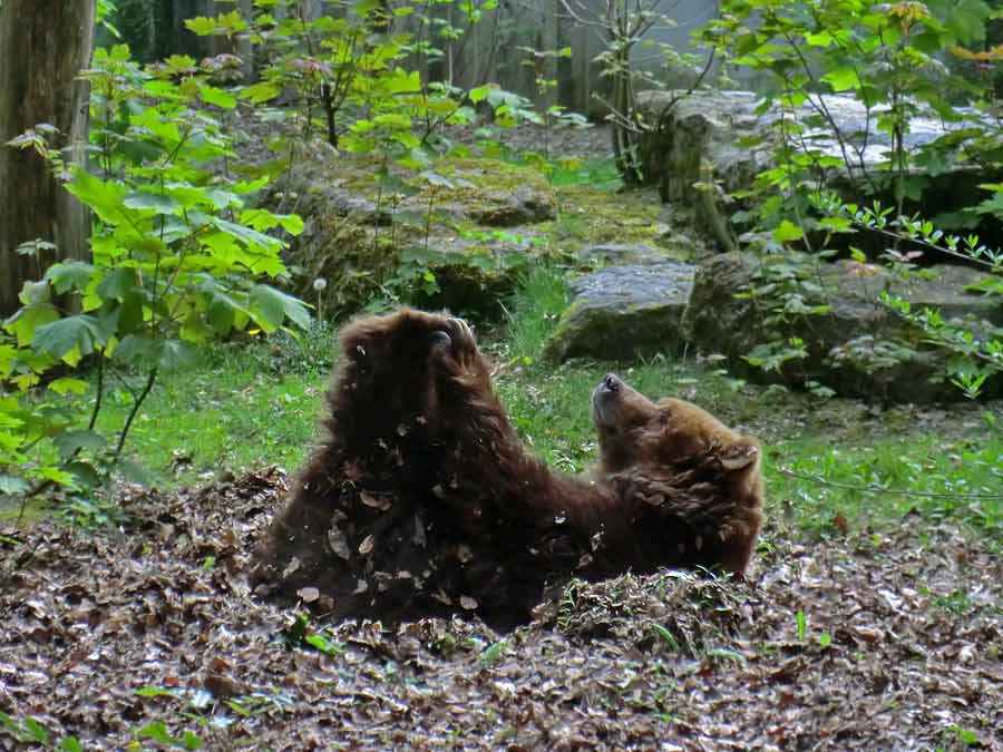 Kodiakbärin MABEL im Zoologischen Garten der Stadt Wuppertal am 13. April 2014