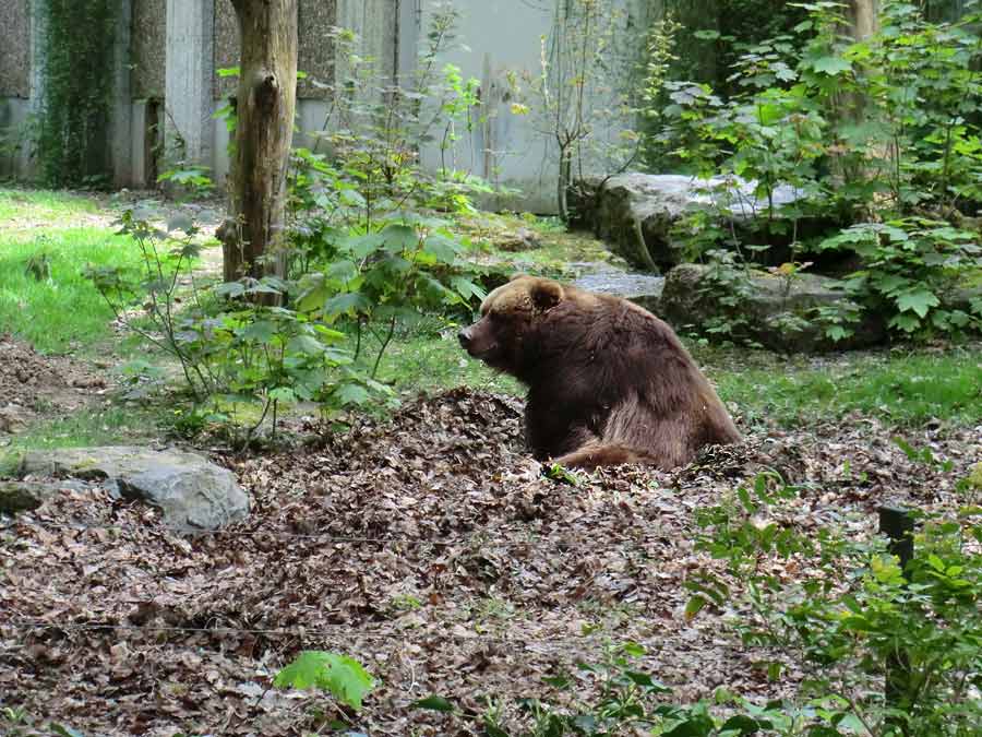 Kodiakbärin MABEL im Zoologischen Garten der Stadt Wuppertal am 13. April 2014