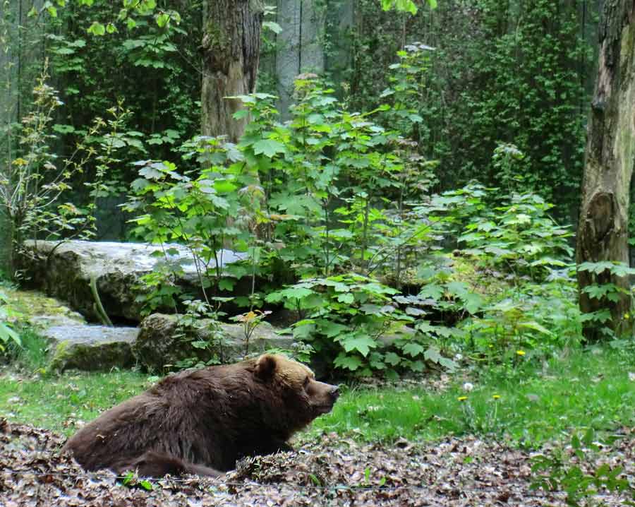 Kodiakbärin MABEL im Zoologischen Garten der Stadt Wuppertal am 13. April 2014