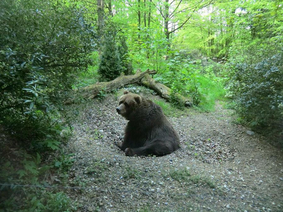 Kodiakbärin MABEL im Wuppertaler Zoo am 20. April 2014