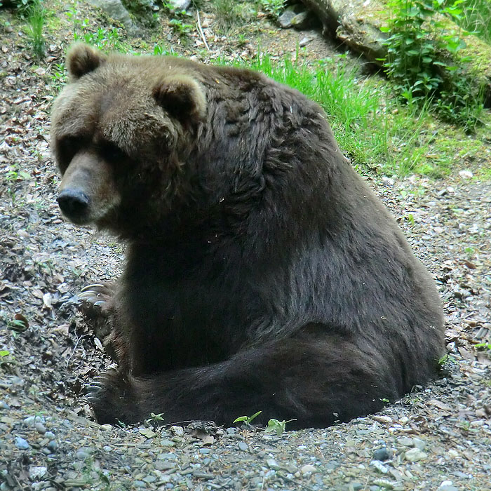 Kodiakbärin MABEL im Wuppertaler Zoo am 20. April 2014