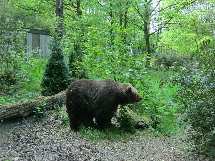 Kodiakbärin MABEL im Zoo Wuppertal am 20. April 2014