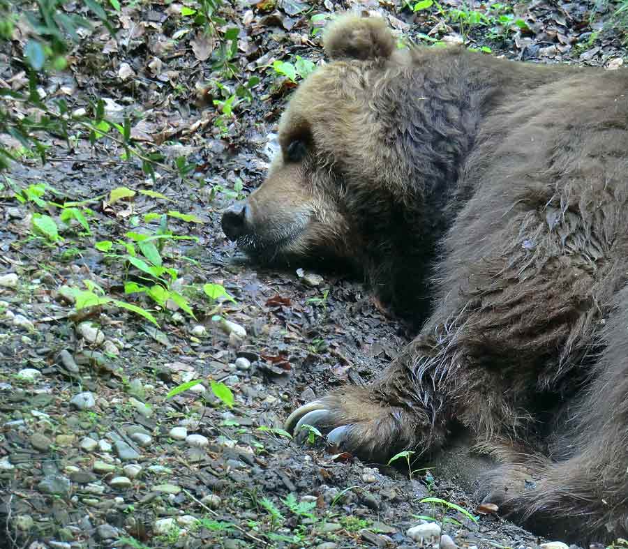 Kodiakbärin MABEL im Zoo Wuppertal am 1. Mai 2014