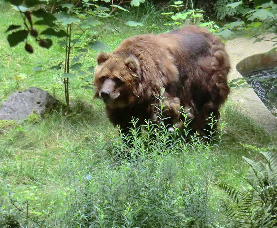 Kodiakbärin MABEL im Wuppertaler Zoo am 20. Juli 2014