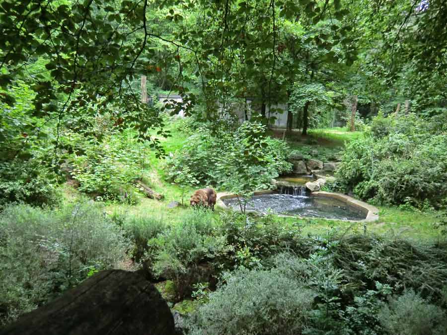 Kodiakbärin MABEL im Zoo Wuppertal am 20. Juli 2014