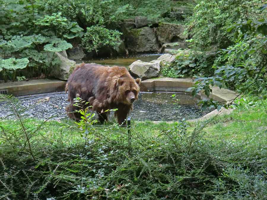 Kodiakbärin MABEL im Zoo Wuppertal am 25. Juli 2014