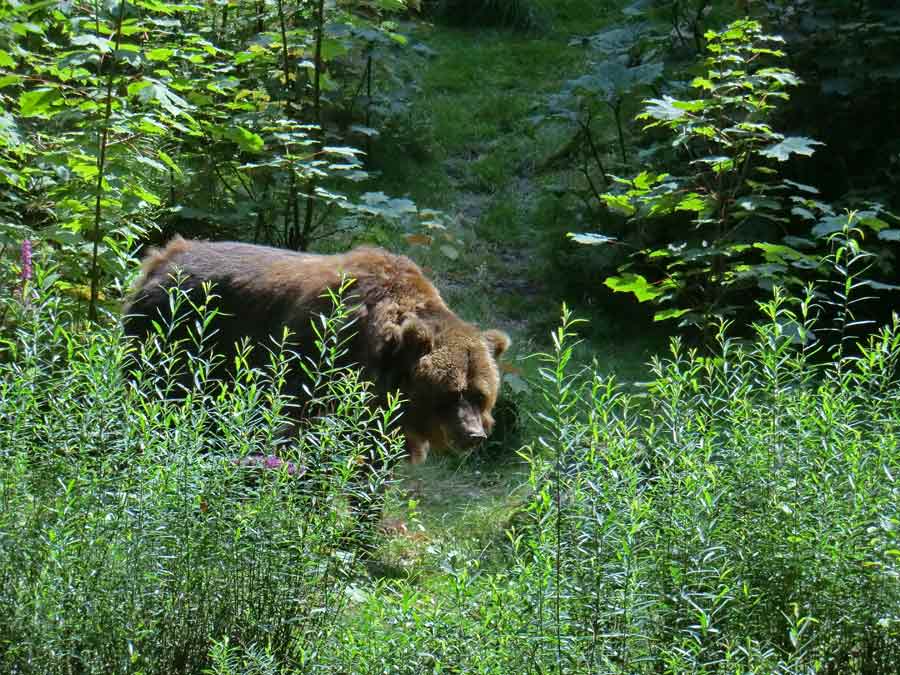 Kodiakbärin MABEL im Wuppertaler Zoo am 26. Juli 2014