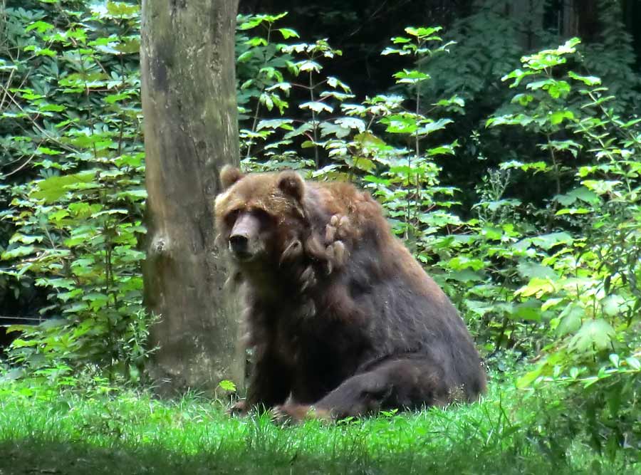 Kodiakbärin MABEL im Zoo Wuppertal am 30. Juli 2014