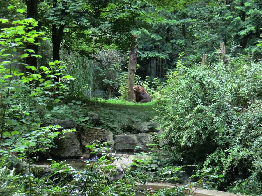 Kodiakbärin MABEL im Zoologischen Garten der Stadt Wuppertal am 30. Juli 2014