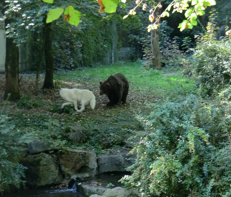 Kodiakbärin MABEL im Zoologischen Garten der Stadt Wuppertal im September 2014