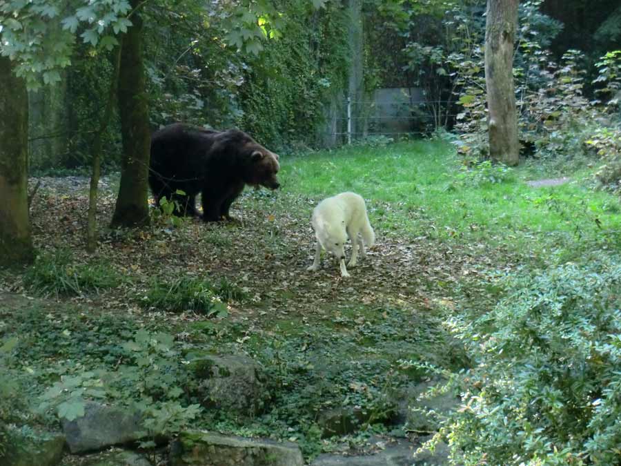 Kodiakbärin MABEL im Zoo Wuppertal im September 2014