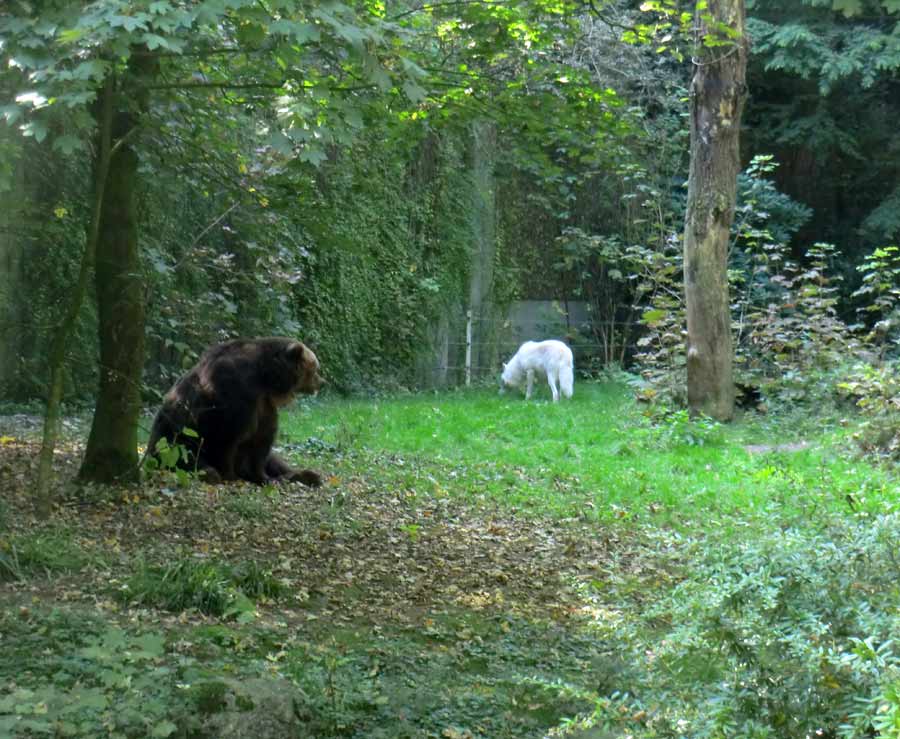 Kodiakbärin MABEL im Zoo Wuppertal im September 2014