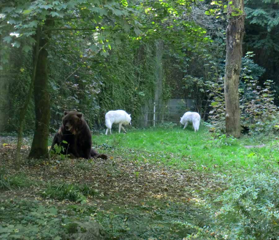 Kodiakbärin MABEL im Zoologischen Garten der Stadt Wuppertal im September 2014