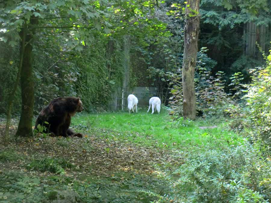 Kodiakbärin MABEL im Wuppertaler Zoo im September 2014