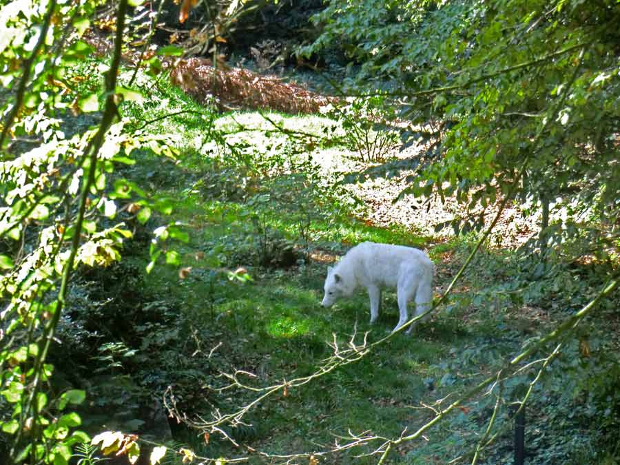 Kanadischer Wolf auf der Bärenanlage im Zoo Wuppertal im September 2014