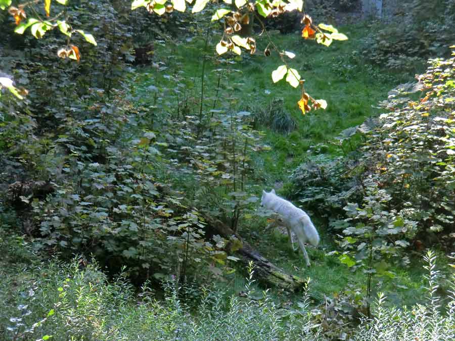 Kanadischer Wolf auf der Bärenanlage im Zoologischen Garten der Stadt Wuppertal im September 2014