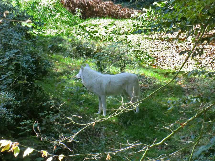 Kanadischer Wolf auf der Bärenanlage im Zoo Wuppertal im September 2014