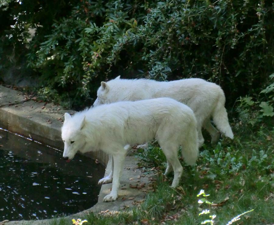 Kanadische Wölfe im Zoo Wuppertal im September 2014