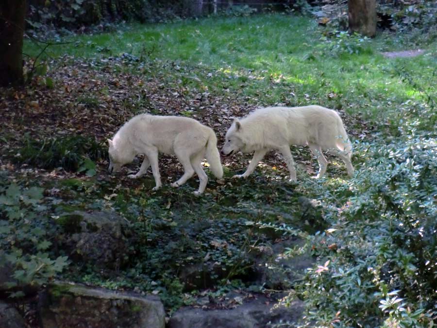 Kanadische Wölfe im Zoologischen Garten der Stadt Wuppertal im September 2014