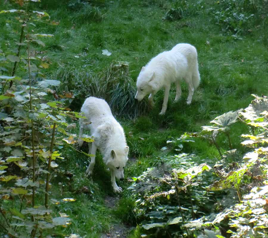 Kanadische Wölfe im Wuppertaler Zoo im September 2014