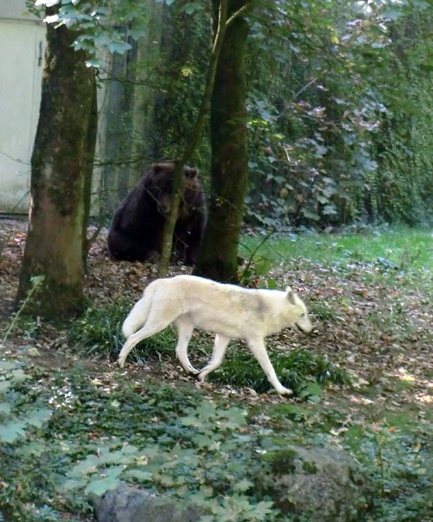 Kodiakbärin MABEL im Zoo Wuppertal im September 2014