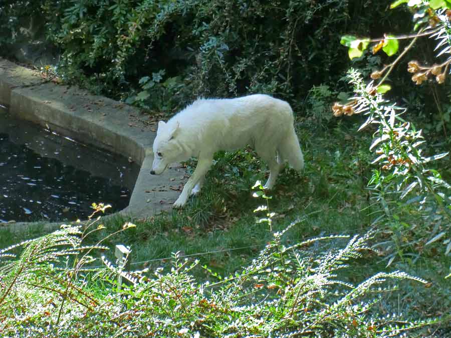 Kanadischer Wolf auf der Bärenanlage im Zoologischen Garten der Stadt Wuppertal im September 2014