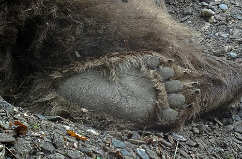 Bärentatze der Kodiakbärin MABEL im Jahr 2015 im Grünen Zoo Wuppertal