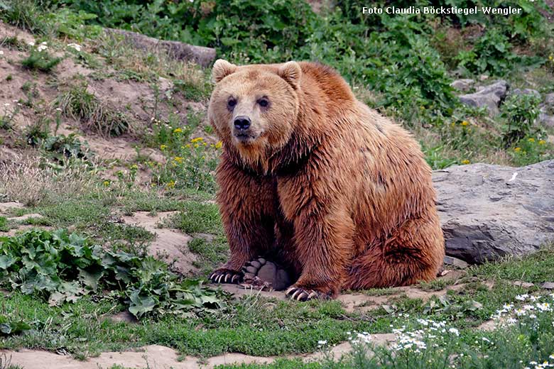 Weiblicher Kodiakbär MABEL am 2. Juni 2015 auf der Außenanlage im Grünen Zoo Wuppertal (Foto Claudia Böckstiegel-Wengler)