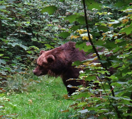 Kodiakbärin MABEL am 19. August 2015 im Grünen Zoo Wuppertal