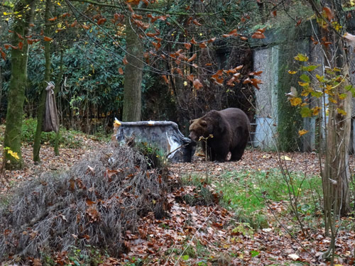 Kodiakbärin Mabel mit Sofa am 8. November 2015 im Wuppertaler Zoo