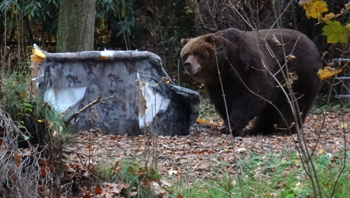 Kodiakbärin Mabel mit Sofa am 8. November 2015 im Grünen Zoo Wuppertal