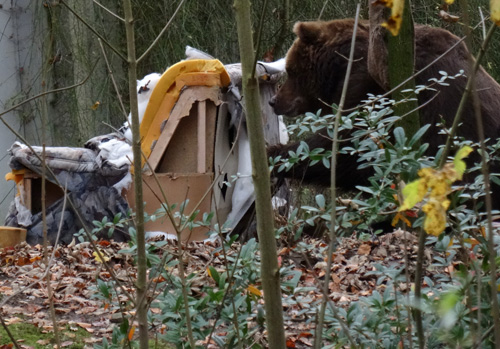 Kodiakbärin Mabel mit Sofa am 8. November 2015 im Grünen Zoo Wuppertal